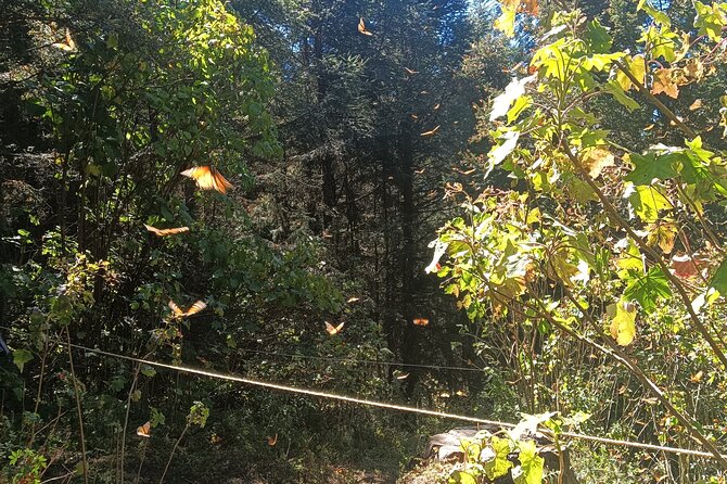 Monarch Butterflies El Rosario Preserve from Mexico City - Carlos San Roman in English: The Guide Experience Matters