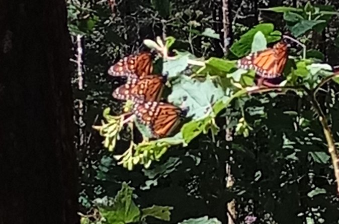Monarch Butterflies El Rosario Preserve from Mexico City - Timing Tips for a Long Mountain Day