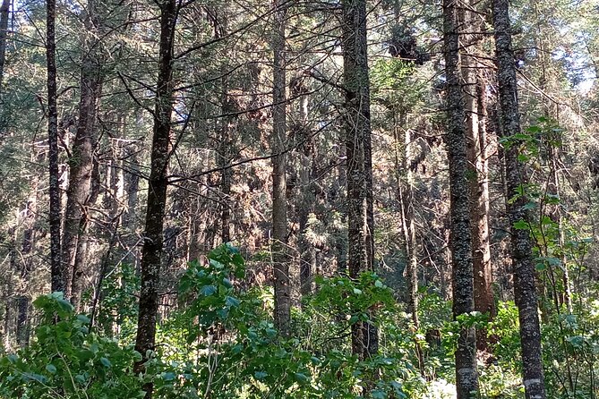 Monarch Butterflies El Rosario Preserve from Mexico City - The Private Pickup That Keeps Your Morning Low-Stress