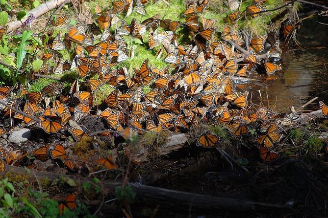 Monarch Butterfly Reserve: Piedra Herrada Magical Valle de Bravo - Optional lunch and the tempo of the sanctuary visit