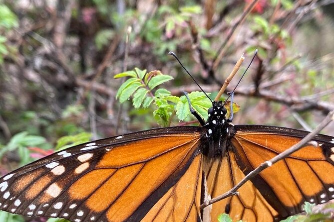 Monarch Butterfly Reserve: Piedra Herrada Magical Valle de Bravo - Valle de Bravo historic center, art stop, and where food fits in