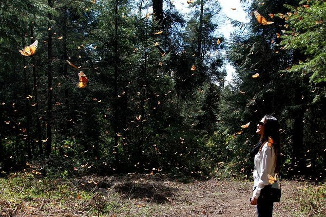 Monarch Butterfly Sanctuary Day Trip from Mexico City - Key Highlights Worth Your Attention
