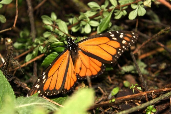 Monarch Butterfly Sanctuary Day Trip from Mexico City - Velo de Novia Bridal Veil Waterfall: A Short Stop That Feels Like a Reset