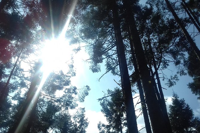 Monarch Butterfly Sanctuary Day Trip from Mexico City - Shared Tour, Bilingual Guide, and How to Make the Day Feel Easy