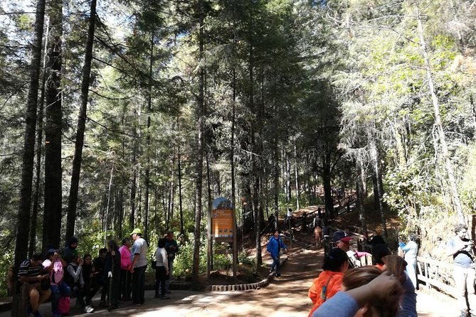 Monarch Butterfly Sanctuary Day Trip from Mexico City - Who This Day Trip Is For (And Who Might Be Happier Elsewhere)