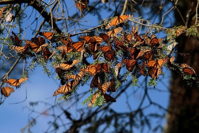 Monarch Butterfly Sanctuary Day Trip from Mexico City - When Monarchs Actually Show Up (And When They Don’t)