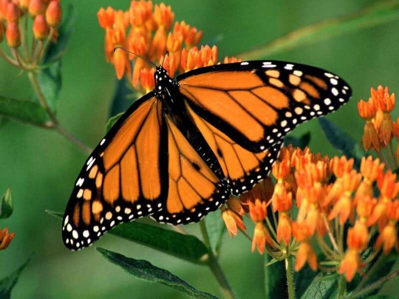 Monarch Butterfly Sanctuary Tour from Mexico City - Key highlights you will actually care about