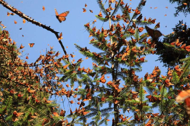 Monarch Butterfly Sanctuary Tour from Mexico City - Bridal Veil Waterfall stop, the included photo moment
