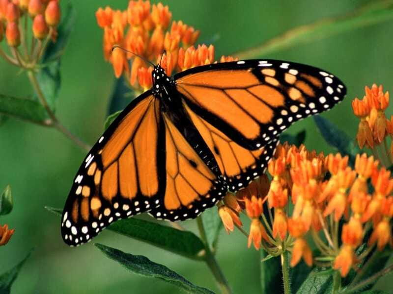 Monarch Butterfly Sanctuary Tour from Mexico City - Guides and communication, what you should know about the group setup
