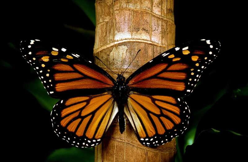 Monarch Butterfly Sanctuary Tour from Mexico City - Practical tips so the day feels easy, not chaotic