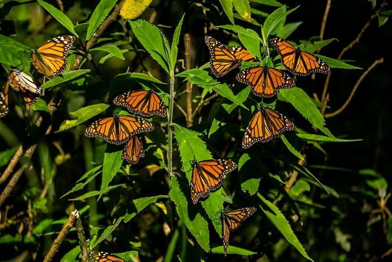 Monarch Butterfly Sanctuary Tour from Mexico City - Piedra Herrada Sanctuary walk, monarchs, and that in-the-woods learning