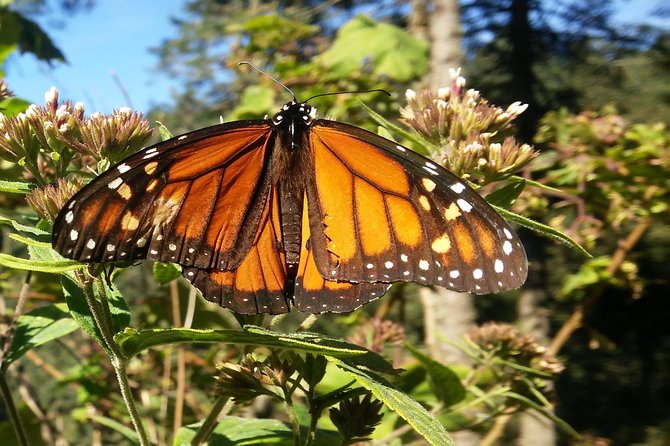 Monarch Butterfly Tour from Mexico City - Key things to know before you go