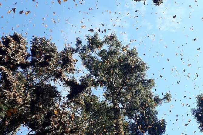 Monarch Butterfly Tour from Mexico City - Who should book this monarch tour (and who should skip it)