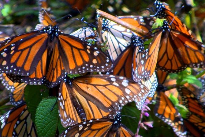 Monarch Butterfly Tour Mexico: Sierra Chuincua and Magic Town - What to Bring for a Comfortable Monarch Day