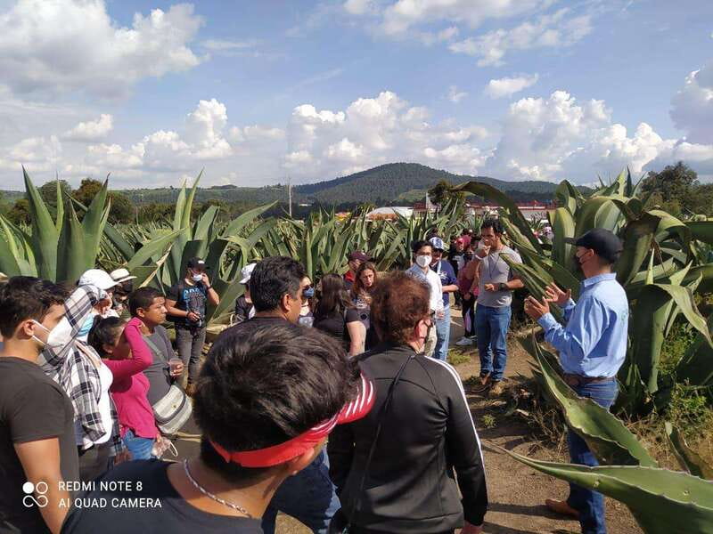 One day tour from Mexico City to Firefly Sanctuary - Key Things to Know Before You Go
