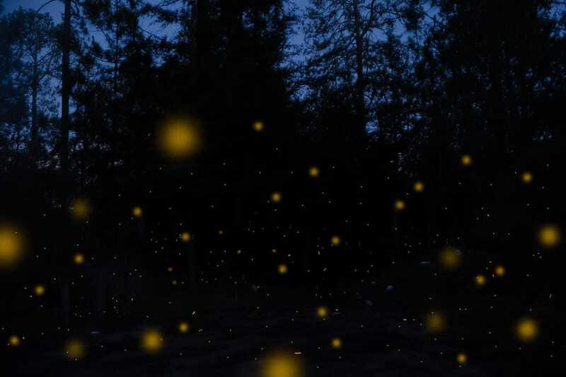 One day tour from Mexico City to Firefly Sanctuary - The Guided Huamantla City Tour: More Than Passing Through