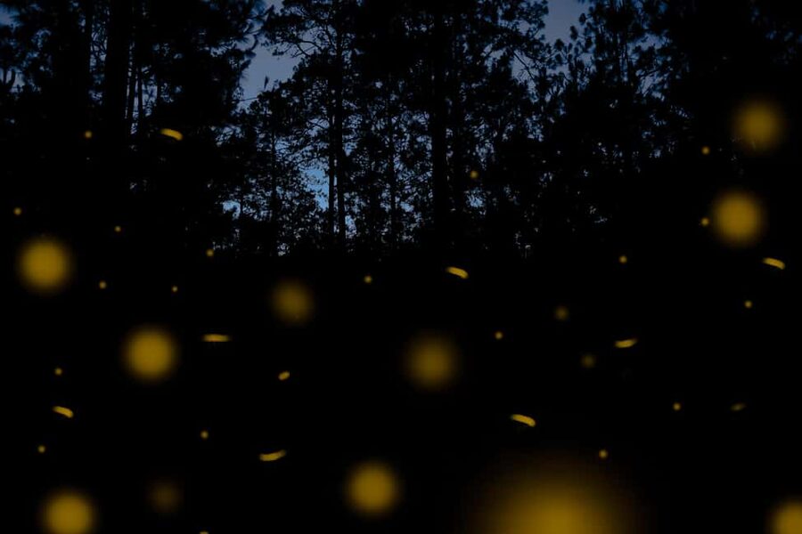 One day tour from Mexico City to Firefly Sanctuary - Timing and Night Energy: What You Feel During the 3-Hour Viewing