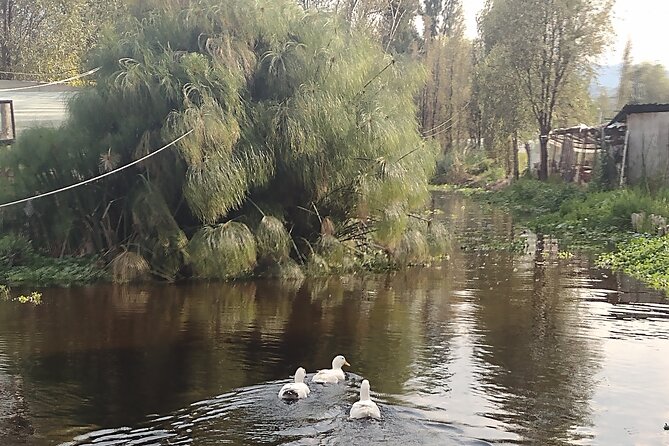 Pre-Hispanic Xochimilco, local food included and ajolotario. - How the Private Format Makes This Day Feel Less Like a Production