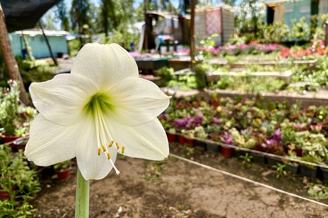 Prehispanic Xochimilco: Market, chinampas, axolotls kids friendly - Chinampas 101 on the floating islands: why this system is so important