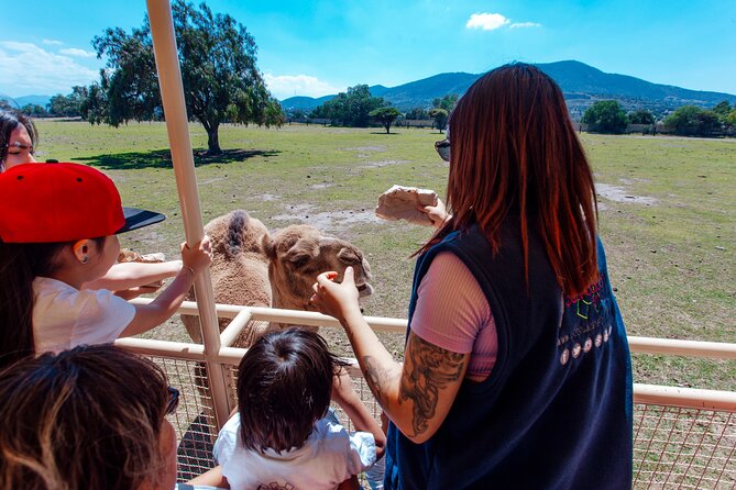 Teotihuacán for kids - Price and value: what $97.81 covers and why it can save you headaches