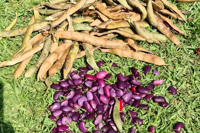 Urban Orchard in Desierto de los Leones in Mexico City - Foraging and Cooking: Turning Garden Finds Into Something You Can Eat