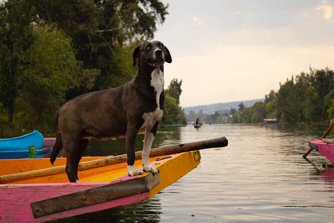 Xochimilco BOAT LIGHT PARTY WITH 1 DRINK AND 4 TAQUITOES + 18 - How the 2-hour light party boat experience flows