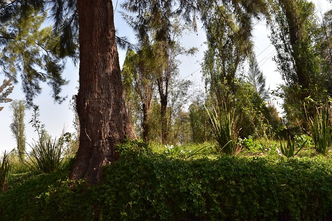 Xochimilco & Coyoacán Private Tour: Canals, Markets & Local Food - Should You Book This Coyoacán and Xochimilco Private Day?