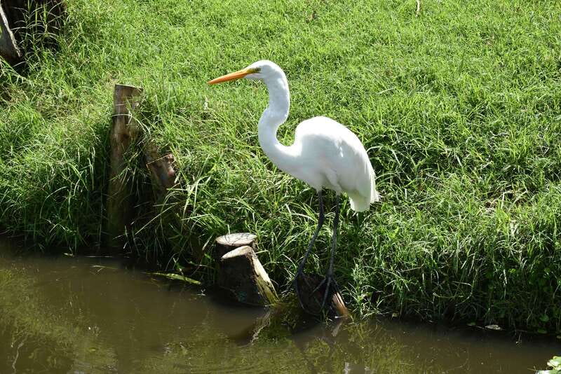 Xochimilco Ecological Tour – Away From the Crowds (3 Hours) - Who this is best for (and who should skip it)