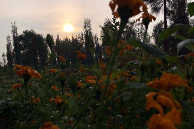 Xochimilco Sunrise from Mexico - Guides, Responsibility, and the Private Vibe You’re Paying For